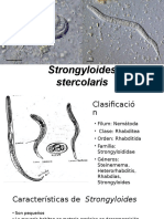 Strongyloides Stercolaris EXPO