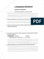 Cellular Respiration Worksheet