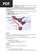 Resumen Sistema Masculino Latarjet