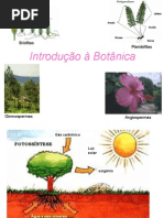 Biologia PPT - Botânica - Introdução