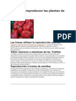 Cómo Se Reproducen Las Plantas de Frutilla