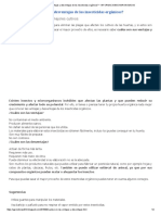 ¿Cuáles Son Las Ventajas y Desventajas de Los Insecticidas Orgánicos - INFORMACIONES AGRONOMICAS