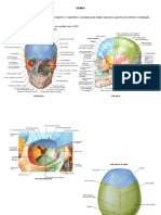Resumo Ossos Do Crânio e Seus Acidentes Anatômicos