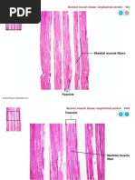 Skeletal Muscle Fibers: © 2012 Pearson Education, Inc