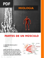 MIOLOGIA