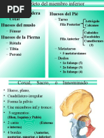 A Osteologia