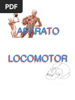 Aparato Locomotor1 PDF