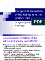 Congenital Anomalies of The Kidney and The Urinary Tract: Dr. Işın Doğan Ekici Pathology