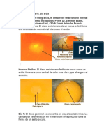 Desarrollo Embrionario - Dia A Dia