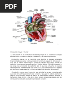 Circulación Mayor y Menor