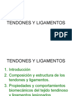 Tendones y Ligamentos