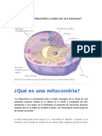 Qué Es La Mitocondria y Cuáles Son Sus Funciones