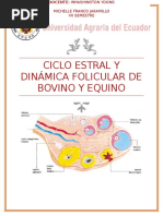 Ciclo Estral y Dinámica Folicular de Bovino y Equino