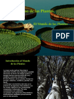 Exposicion de Biologia I Reino de Las Plantas