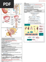 Endocrinology of Genitourinary System