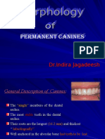 Permanent Mandibular Canines