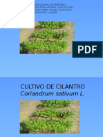 Cultivo de Cilantro 2016