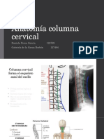 Anatomia Cervical