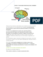 Cuáles Son Las Partes y Funciones Principales Del Cerebro