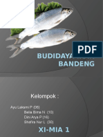 Budidaya Ikan Bandeng Fix