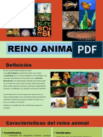 Reino Animal Exposicion