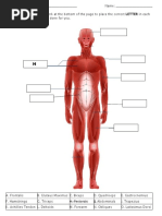 Muscle Fill in The Blank Worksheet