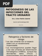 Patogenia de Las ITU