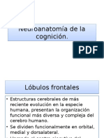 Neuroanatomía de La Cognición