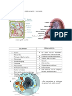 Diferencia Entre Célula Eucariota y Procariota