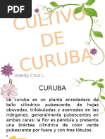 Cultivo de Curuba Jas