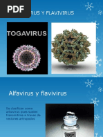 FLAVIVIRUS