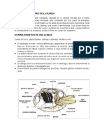 Sistema Respiratorio y Digestivo de La Almeja