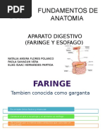 Faringe Anatomia