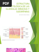 Fisiologia de La Secrecion Sudoral Ecrina y Sebascea e Histolgoia de Glandulas