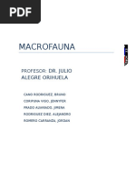 Informe Macrofauna F