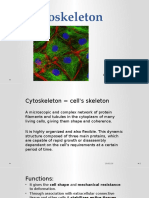 Cytoskeleton