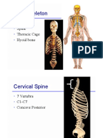 Schelet Axial