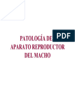 Pat Reproductor Macho