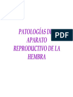 Pato Reprod Hembra