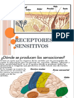 Receptores Sensitivos