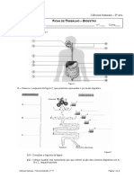 Ficha Trabalho 11digestaopdf 110523035802 Phpapp02 PDF