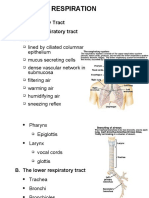 Respiration: 1. The Respiratory Tract A. The Upper Respiratory Tract