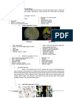 Thin Section Minerals