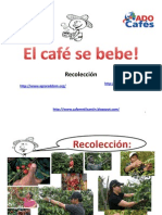 Recoleccion y Control de Calidad Del Cafe Cereza