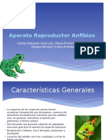 Aparato Reproductor en Anfibios