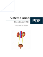 REPORTE DEL Sistema Urinario