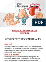 Organos de Los Sentidos - Blog