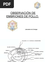 G) Observaciã"n de Embriones de Pollo