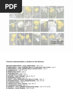 Láminas de Narcisos Silvestres Ibéricos Año 2016