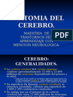 Anatomia Del Cerebro